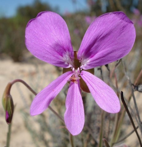 Pelargonium coronopifolium flower
